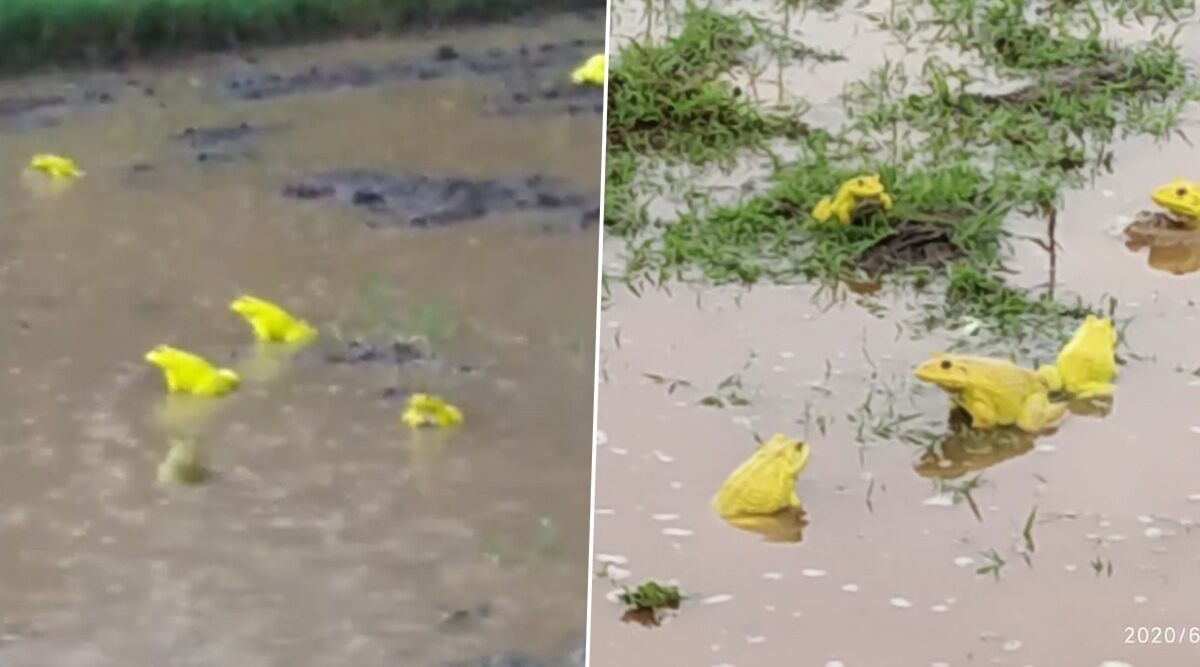Raining Frogs! Rare Yellow Frogs Spotted Mating in Vasai and Buldhana Farms Following Heavy Rains (View Pics and Videos)