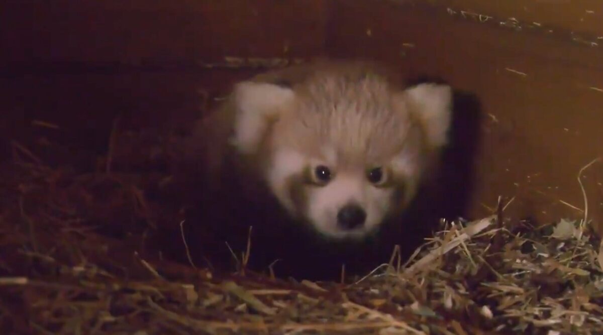 Rare Red Panda Born in Berlin Zoo From Indian Parents As Part of Global Breeding Program, Watch Video