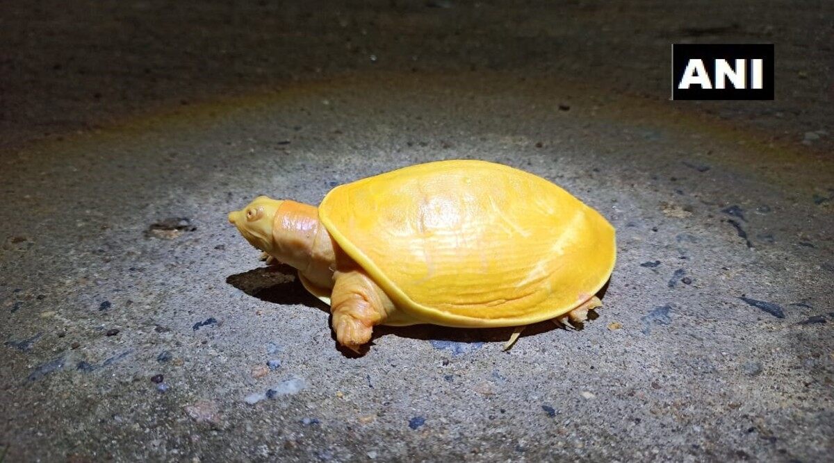 Rare Yellow Turtle Rescued in Odisha's Balasore District, Pictures Go Viral