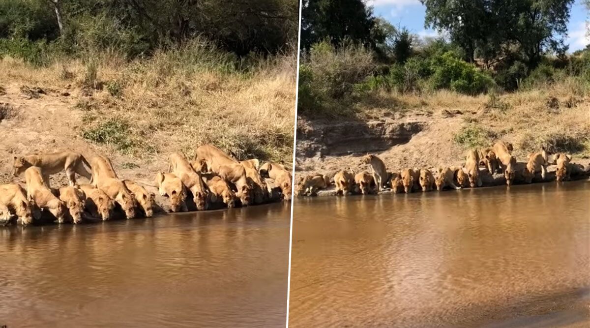 STUNNING! 20 Lions Drink Water Together at River in South Africa's Mala Mala Game Reserve, Spectacular Sight Caught on Camera! (Watch Video)