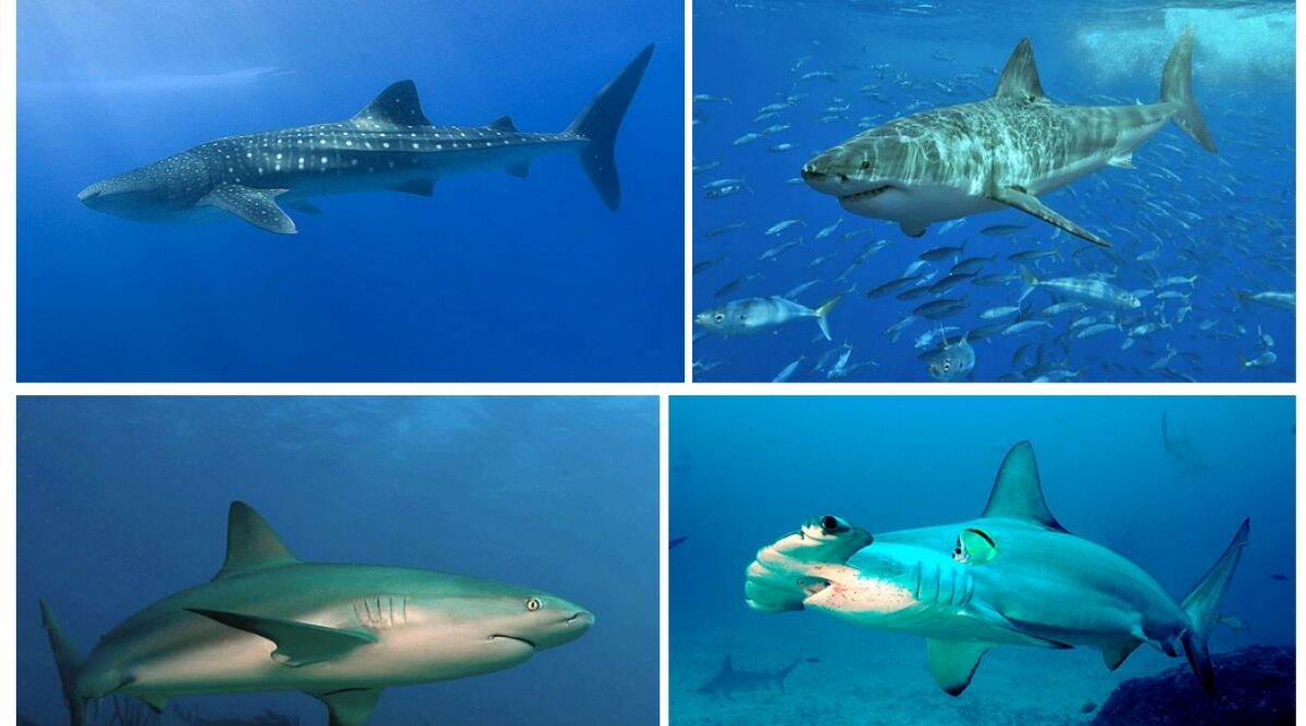 يوم التوعية بأسماك القرش 2020: حقائق مثيرة للاهتمام حول أسماك القرش من كونها أكبر سمكة في العالم إلى نمو 50,000،XNUMX سن!