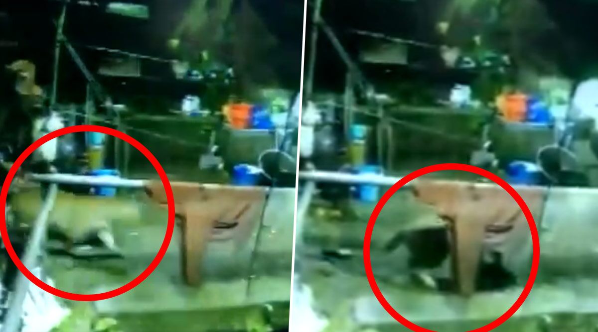 Tallital: Leopard Enters House, Attacks Dog And Takes It Away, Watch Chilling Video