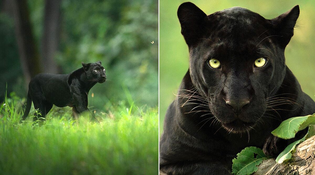 Viral Pics Of Rare Black Panther ‘saya Photographer Shaaz Jung Reveals