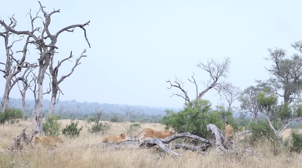 Viral Video of Lion Cubs Discovering All-New Seesaw in the Wild Will Leave You Smiling From Ear to Ear!