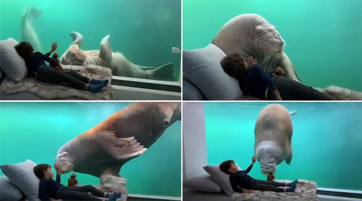 Walrus in Your Room! Zoo Pairi Daiza Resort in Belgium Has an Underwater Suite Where Marine Mammals Swims Right by Your Side (Pictures and Videos)