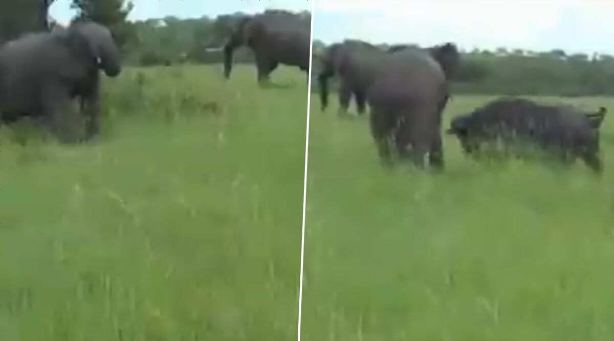 Wild Buffalo Chasing Away Elephant is Proof That Will Power Can do Wonders! (Watch Video)