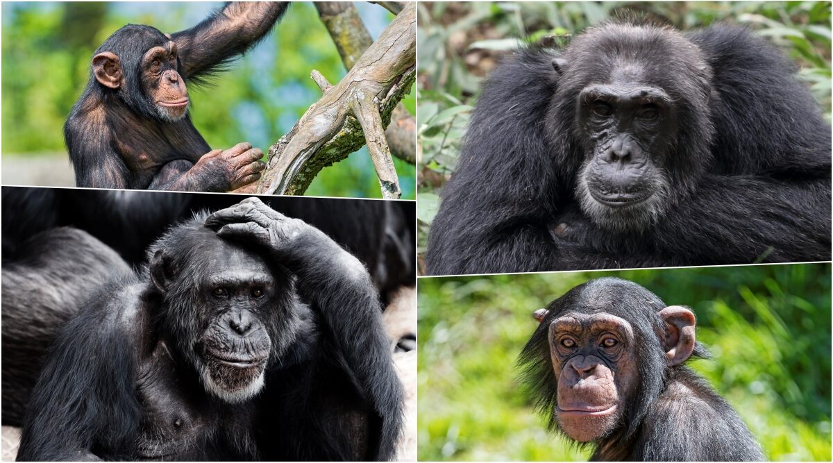 World Chimpanzee Day 2020: Date, Significance, Importance and History of the Key Observance on July 14
