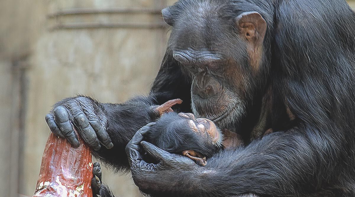World Chimpanzee Day 2020: Here Are 10 Lesser-Known Facts About the Chimps, Human’s Closest Living Relatives From the Animal Kingdom