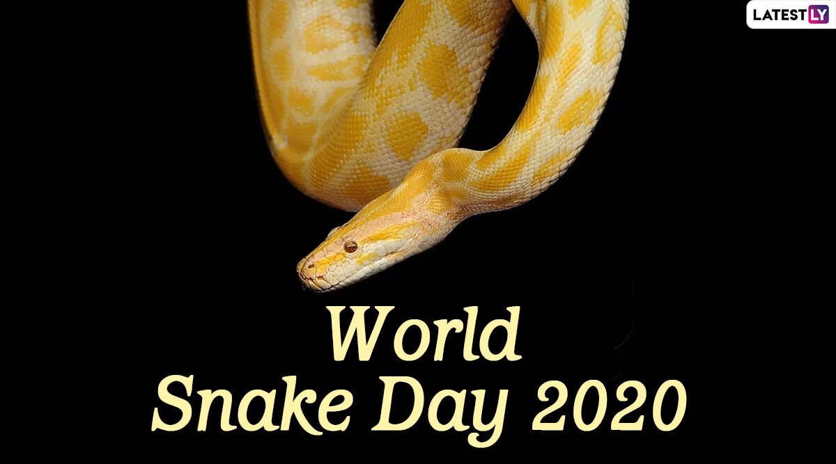 World Snake Day 2020: Did You Know Some Snakes Can Fly? Here Are Interesting Facts About The Carnivorous Reptiles