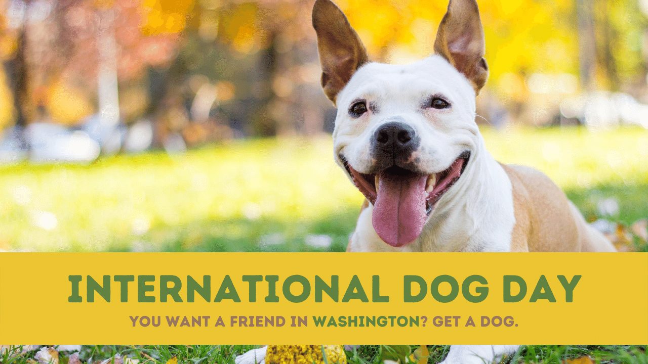 Happy International Dog Day 2020: HD Images, Wishes, Quotes, Wallpaper, Messages