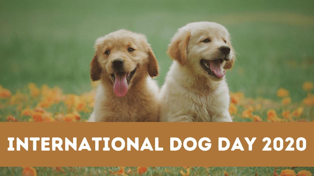 Happy International Dog Day greetings Dog quotes and messages How to