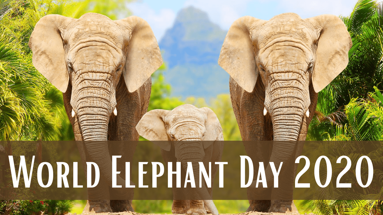 World Elephant Day 2020: Date, Theme, History, and Significance of The Day That Celebrates the Magnificent Creatures