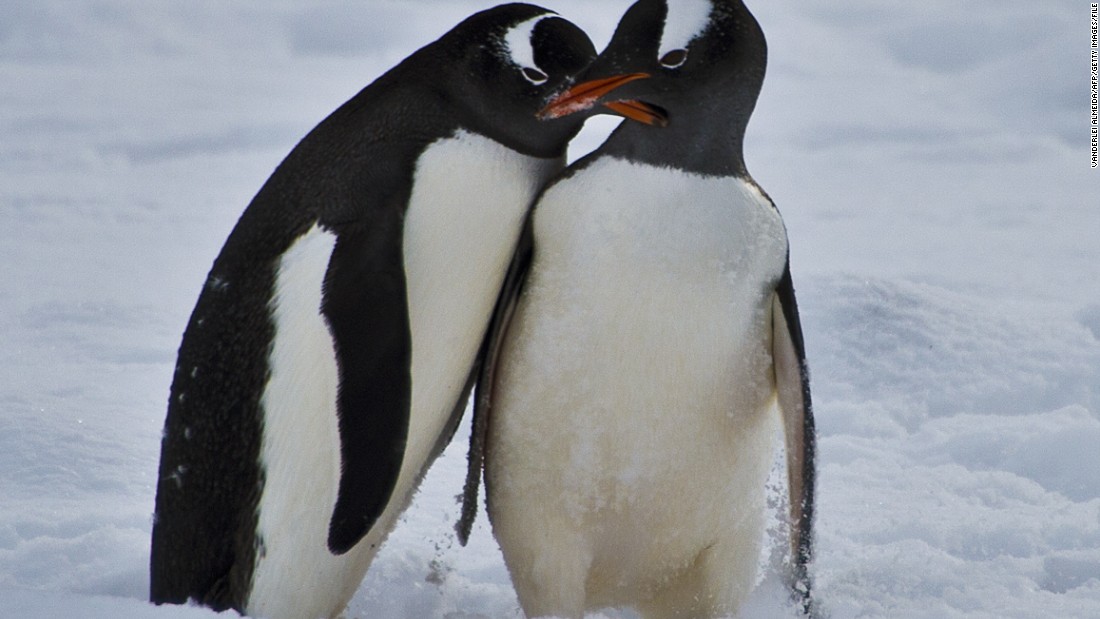 Penguins originated in Australia and New Zealand -- not the Antarctic, new study finds