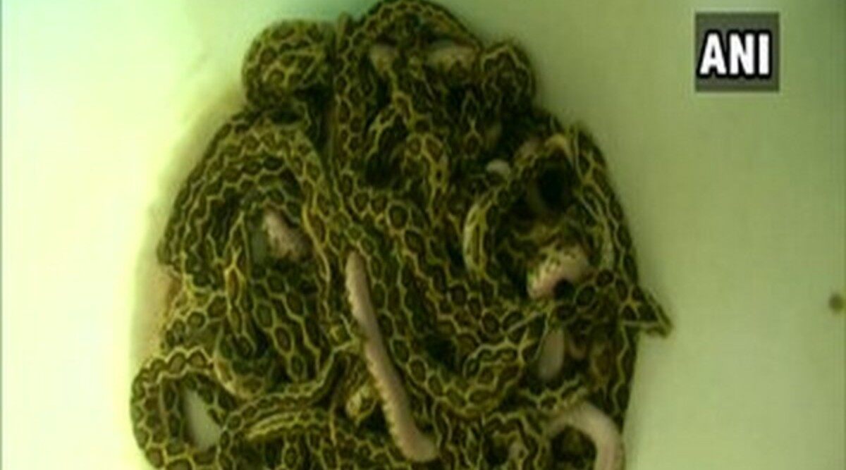 Russell's Viper Snake Gives Birth to 35 Snakelets in Coimbatore Zoo (See Picture)