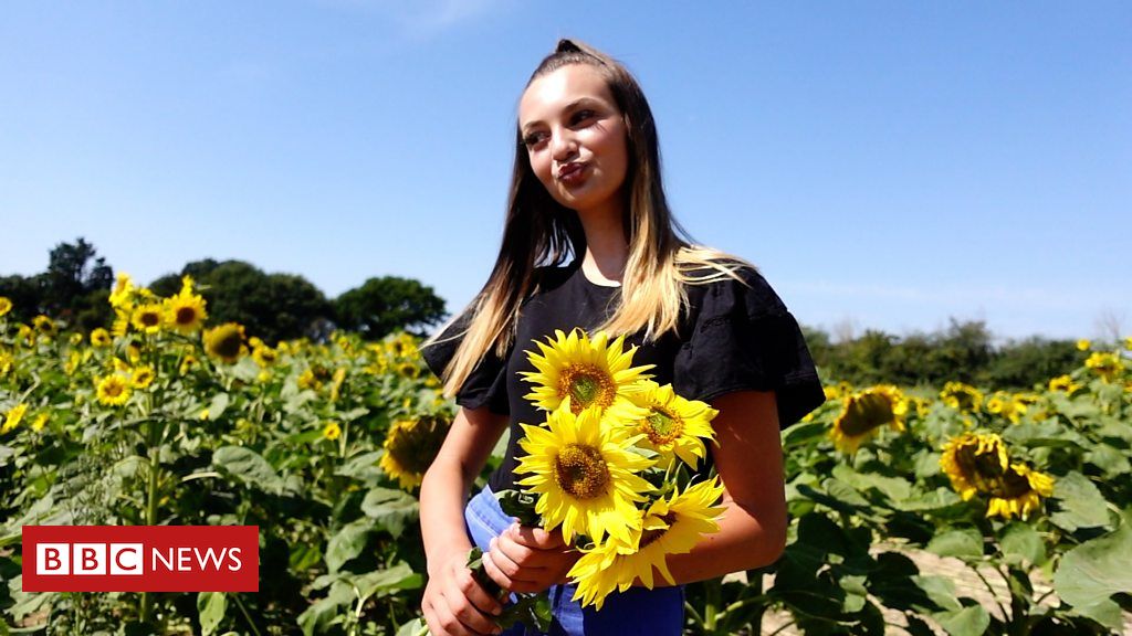 Sunflower fields provide Instagram selfie profits for farms