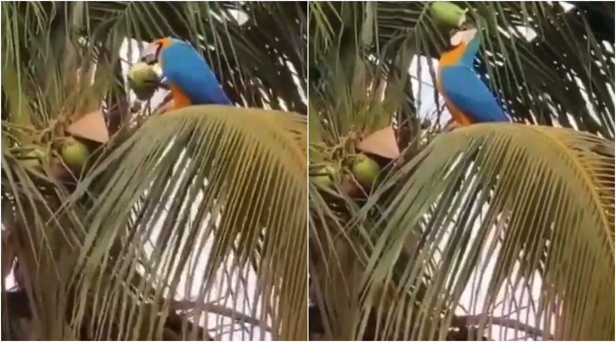Thirsty Macaw Parrot Drinking Coconut Water by Piercing Through it With Claws Goes Viral, Video Amuses Netizens