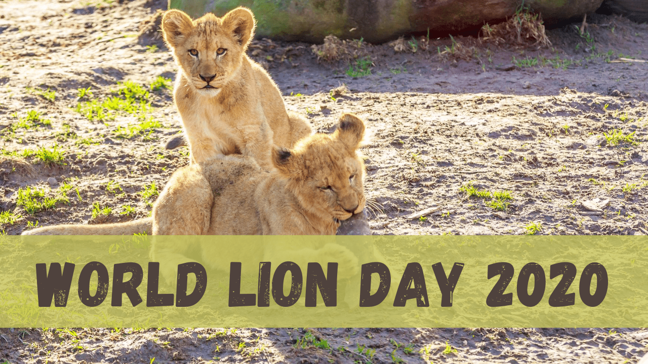 World Lion Day 2020: From Lion Cubs Enjoying a 'See-Saw' to Gir Forest Lion Couple Arguing like Humans, Videos of the Mighty Animal That Went Viral In The Past