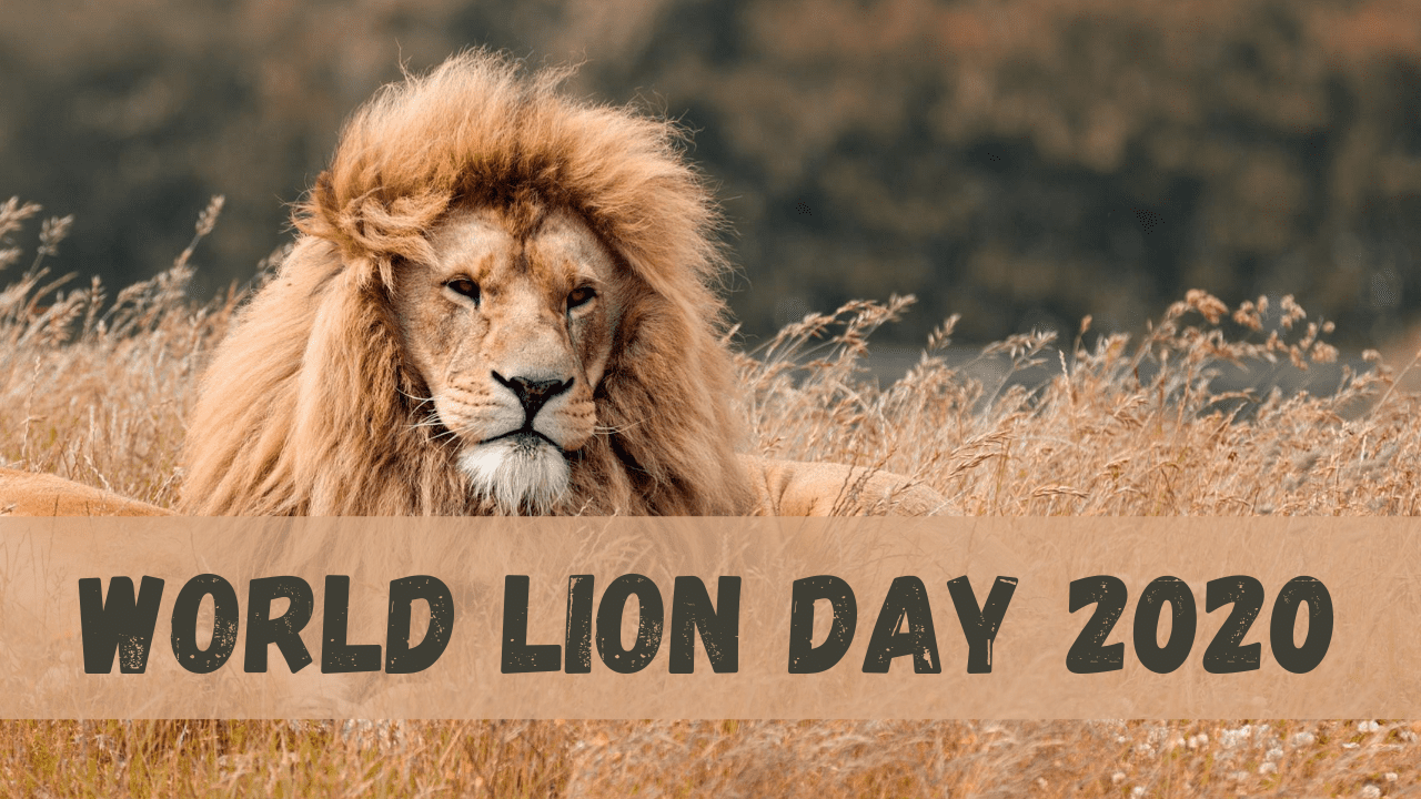 World Lion Day 2020: Asiatic Lions Are the Pride of Gujarat, Watch Grandeur Celebration by Gujarat Forest Department