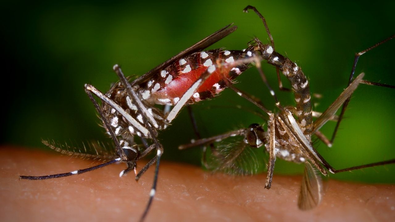 What does a dengue mosquito bite look like? All you need to know