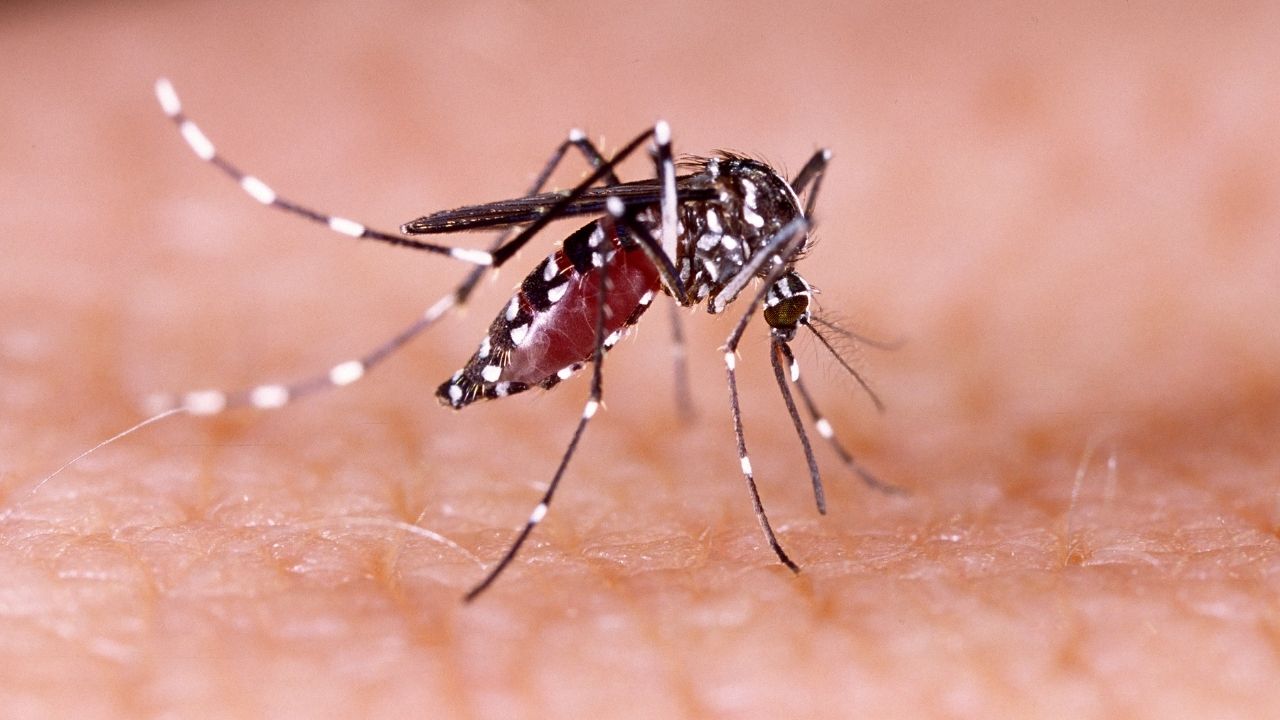 How to identify a dengue mosquito