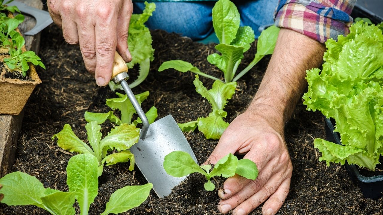 How to Plant a Vegetable Garden?
