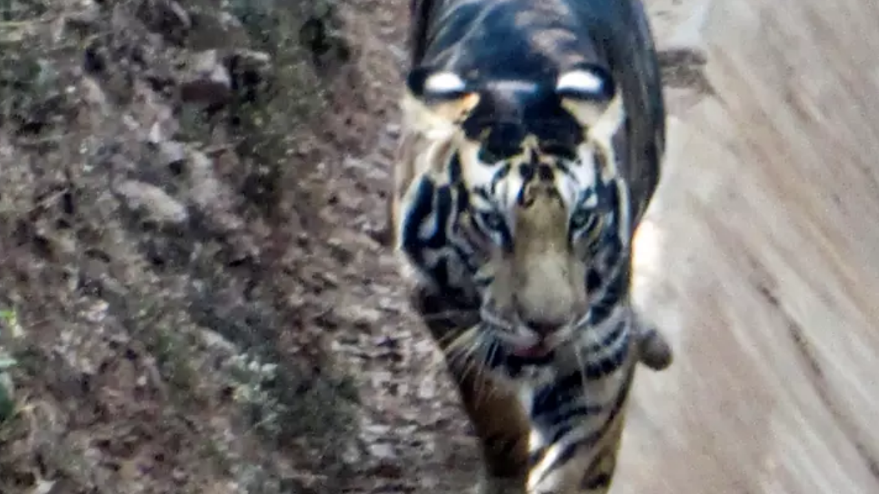 Black Tiger of very rare Species seen in forests of Odisha