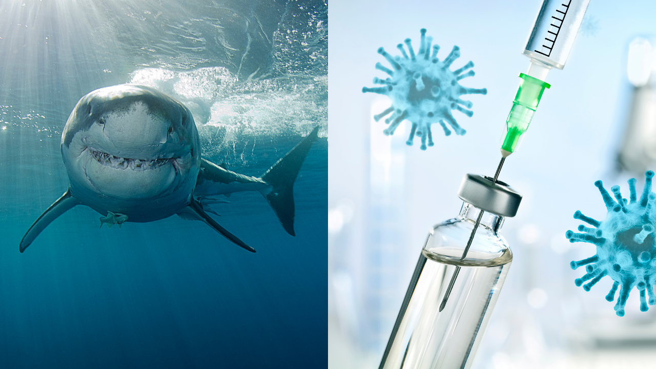 Corona vaccine: Corona vaccine to be made using 500 things including shark liver oil