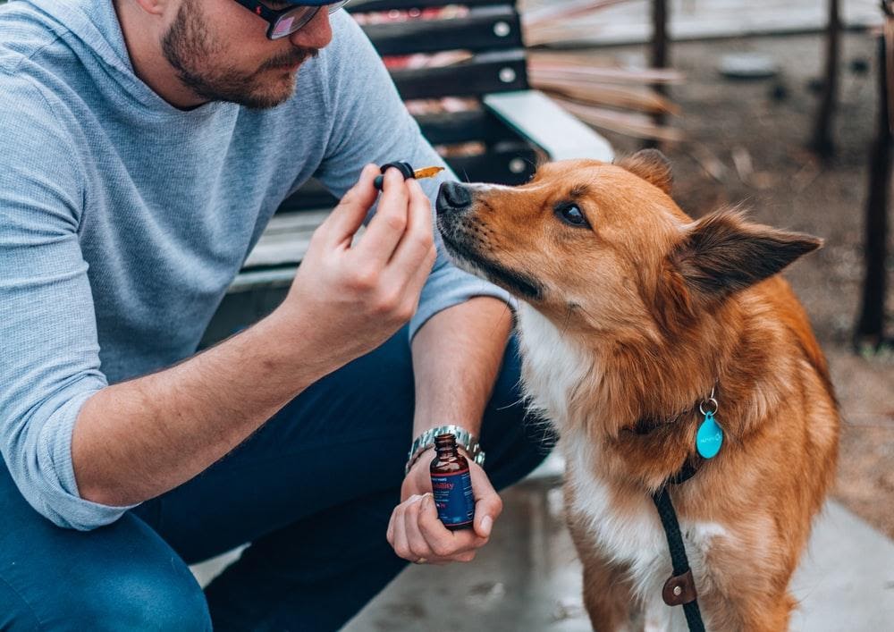Do CBD Oil Products for Pets Really Work?