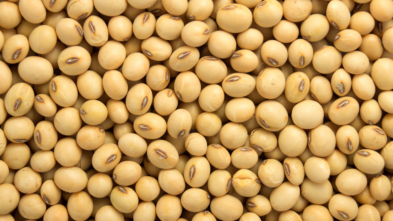 Soybean Health Benefits: Soybean is a panacea for strengthening bones and in diabetes control, Know its more benefits