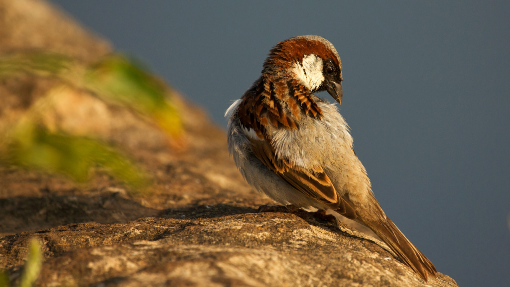 Sparrow Day