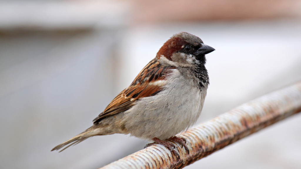 Worls Sparrow Day