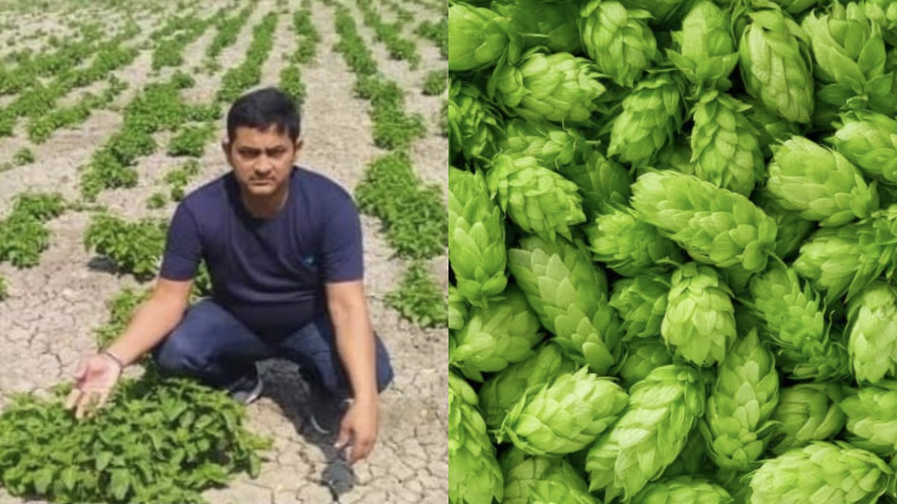 Hop Shoots: A farmer from Bihar is cultivating the world's most expensive vegetable, knowing the price will surprise you