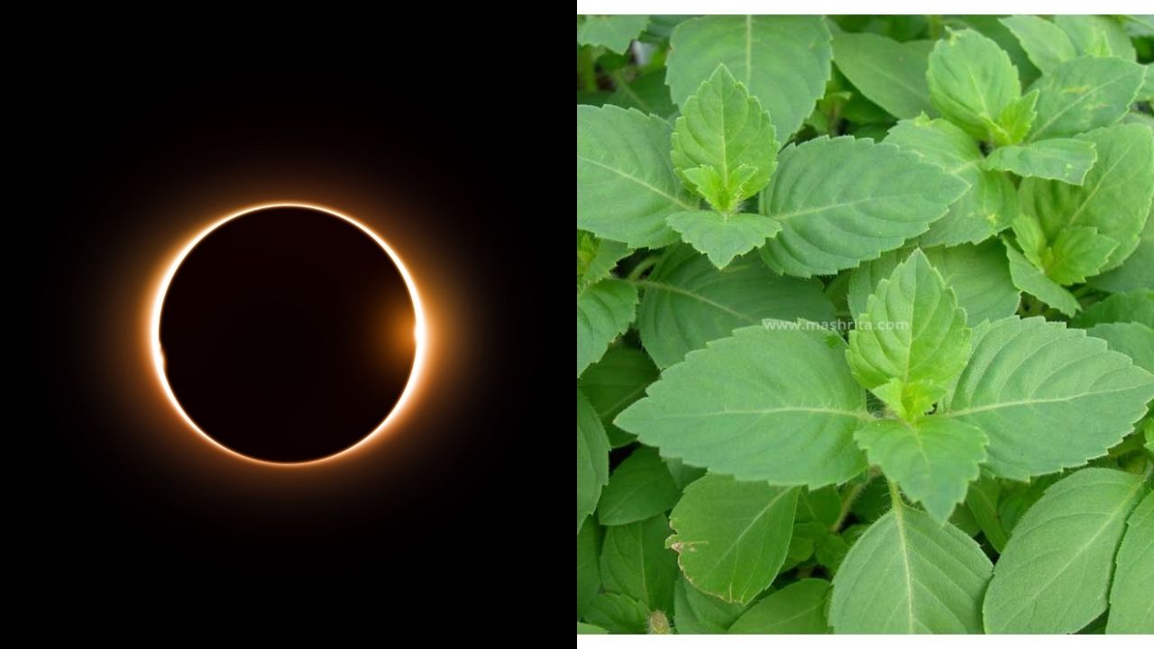 Chandra Grahan 2021: Please keep Tulsi leaves at these 5 places during the lunar eclipse, negative effect will be kept away