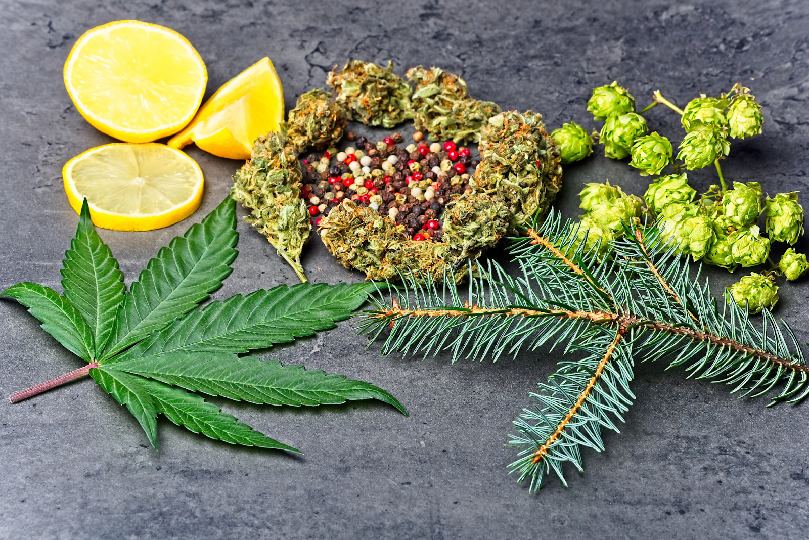 Why Weed Connoisseurs Are Wild About Terpenes