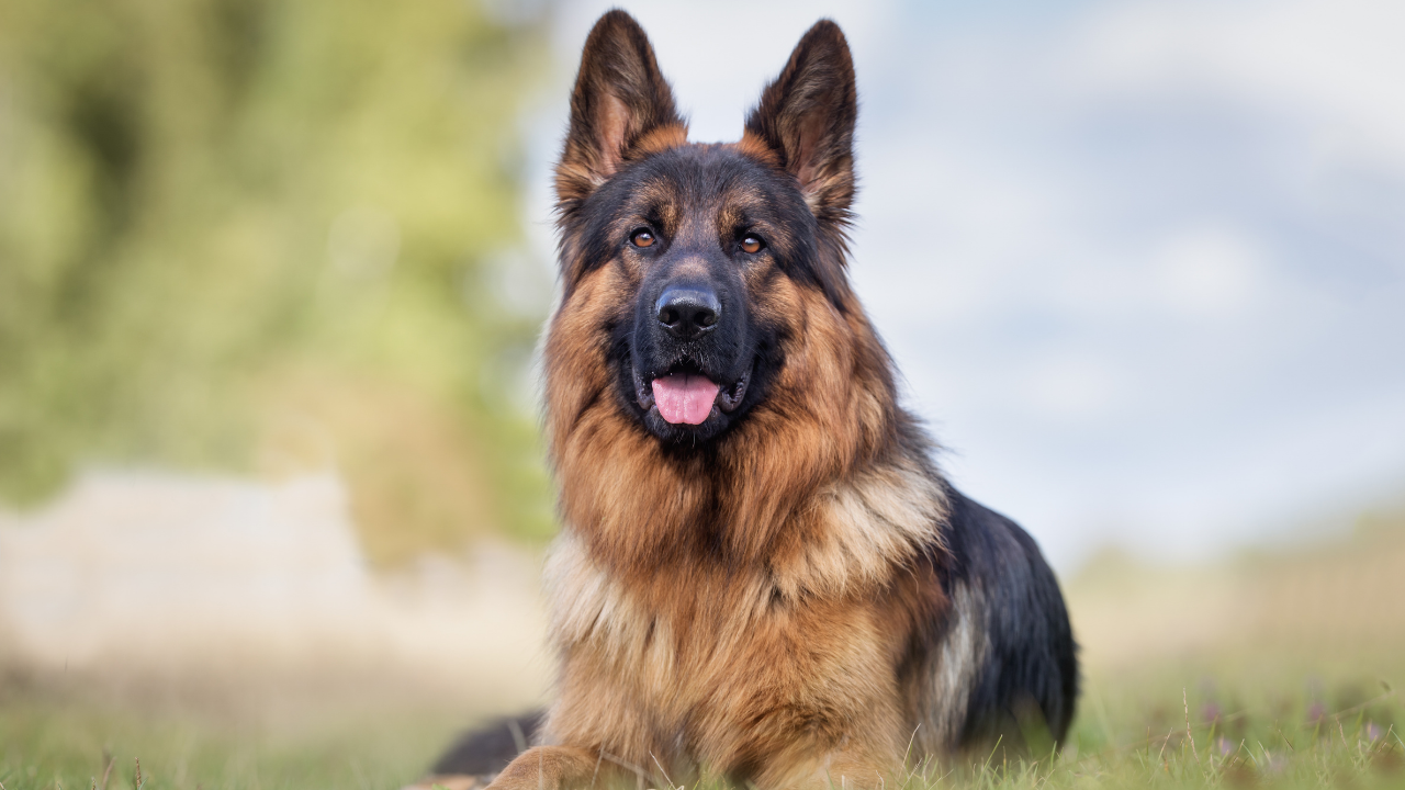 Advice For Raising A Working Dog