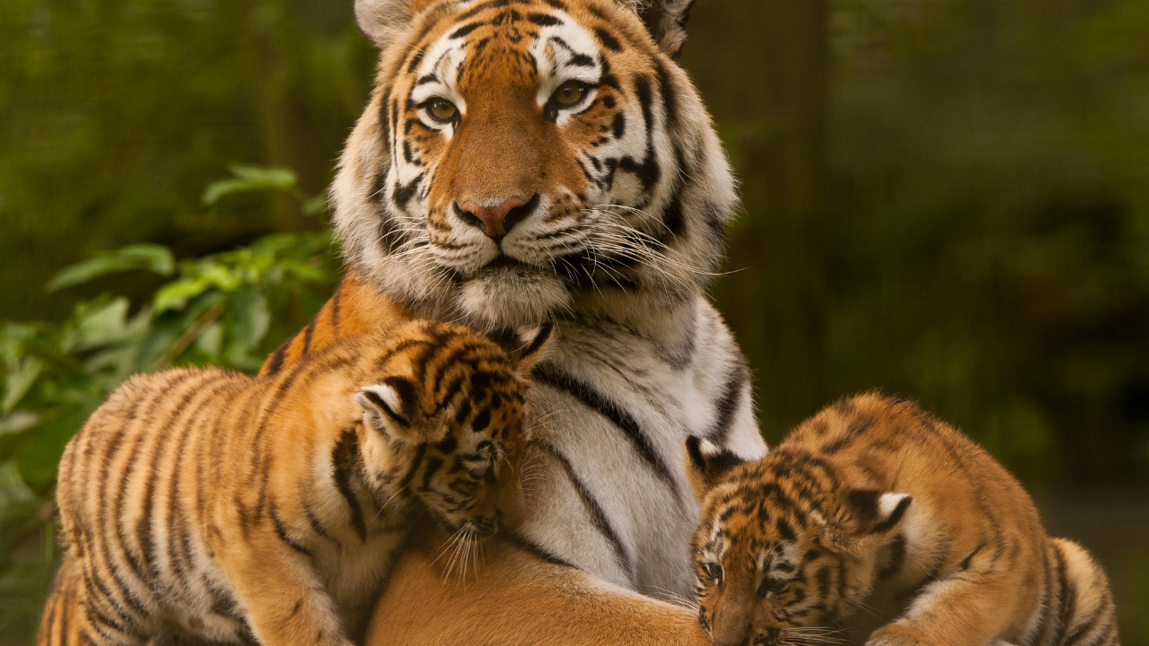 International Tiger Day 2021 Theme, History, Significance, Importance, Activities, Facts and More