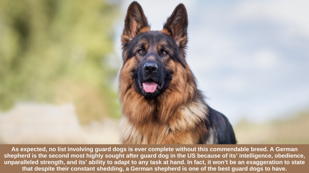 German Shepherd, the best dog to adopt for home-safety: International Dog Day 2021