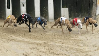 Who are the favourites for the Irish greyhound derby?