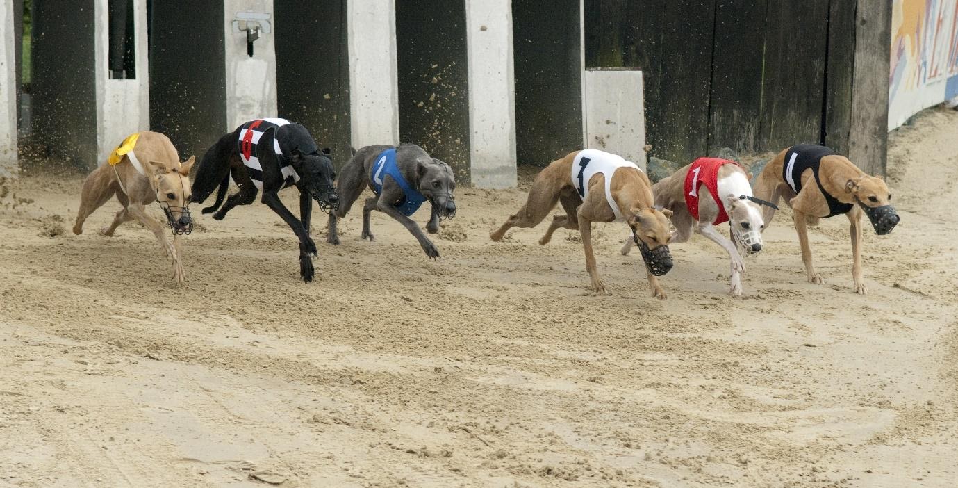 Who are the favourites for the Irish greyhound derby?