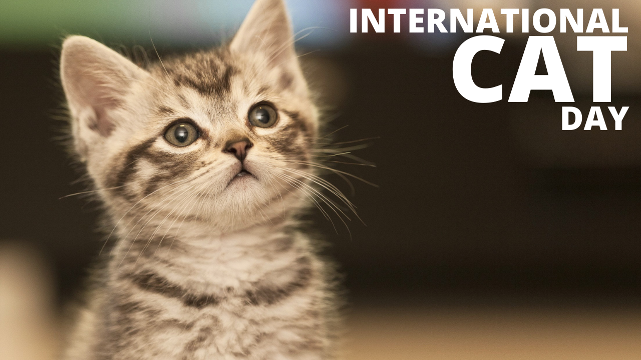 International Cat Day 2021 Date, Theme, History, Significance, Celebration, Facts, Activities, and More