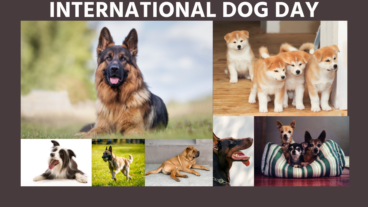 International Dog Day 2021: When is International Dog Day? From Date to Significance, everything about this Day