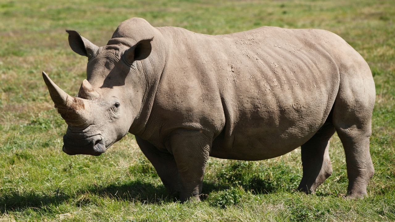World Rhino Day 2021 Theme, History, Significance, Importance, Activities and Facts
