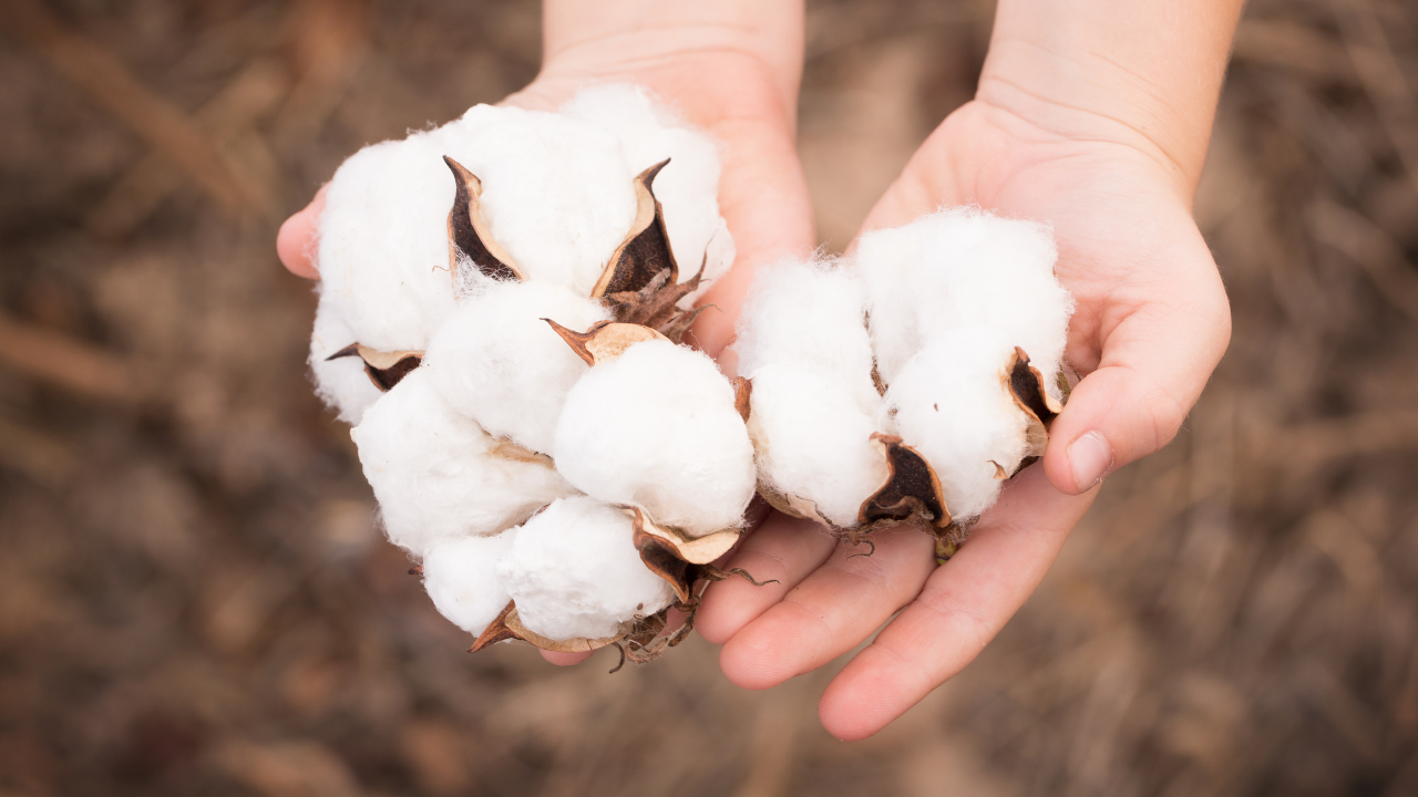 World Cotton Day 2021 Theme, History, Significance, Celebration and More