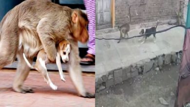Monkey vs Dogs in Beed, Maharashtra