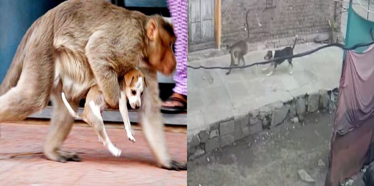 बीड, महाराष्ट्रातील माकड विरुद्ध कुत्रे