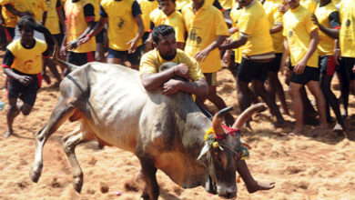 Tamil Nadu allows Jallikattu this year with restrictions