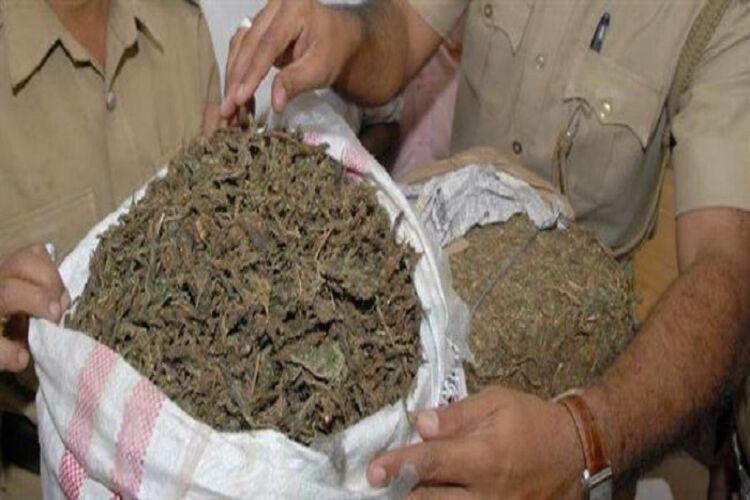 NCB seizes 128.600 kg ganja in Murshidabad, 2 arrested