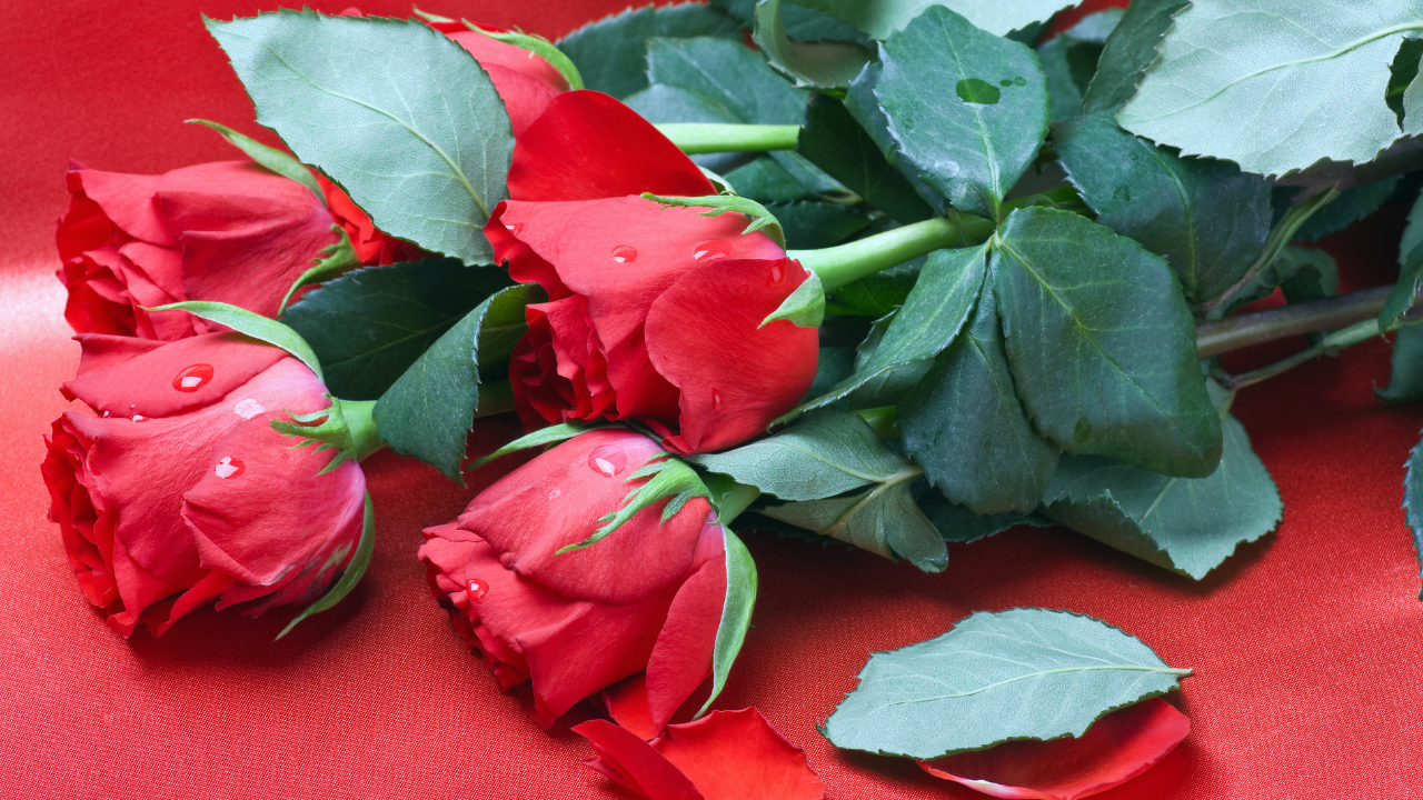Valentine's Day 2022: Rose Day Date, History, Significance, Importance, Celebration and More