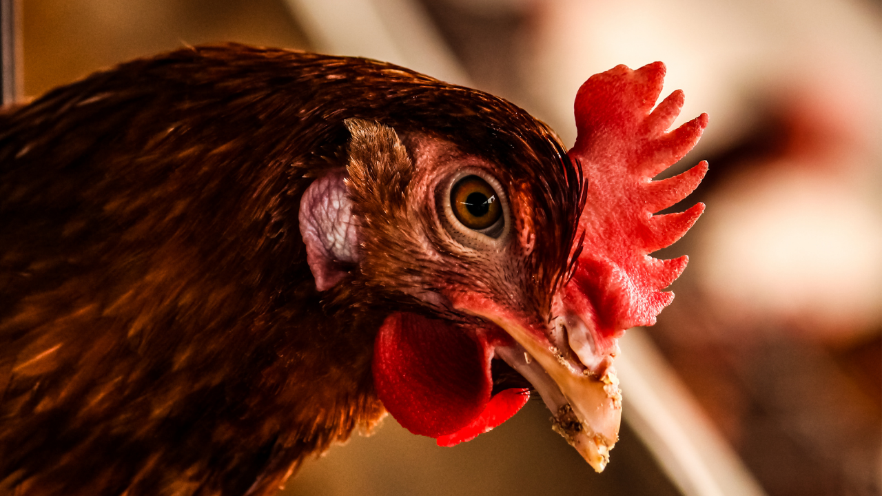 إنفلونزا الطيور في ولاية ماهاراشترا 2022: العثور على 100 دجاجة نافقة في مزرعة دواجن ثين