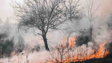 عالمی یوم موسمیات 2022: نیا مطالعہ ظاہر کرتا ہے کہ جنگل کی آگ سے اٹھنے والا دھواں اوزون کی تہہ کو تباہ کر سکتا ہے